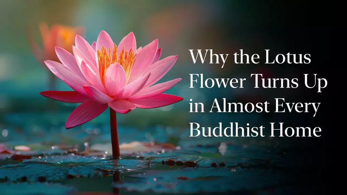 Why the Lotus Flower Turns Up in Almost Every Buddhist Home
